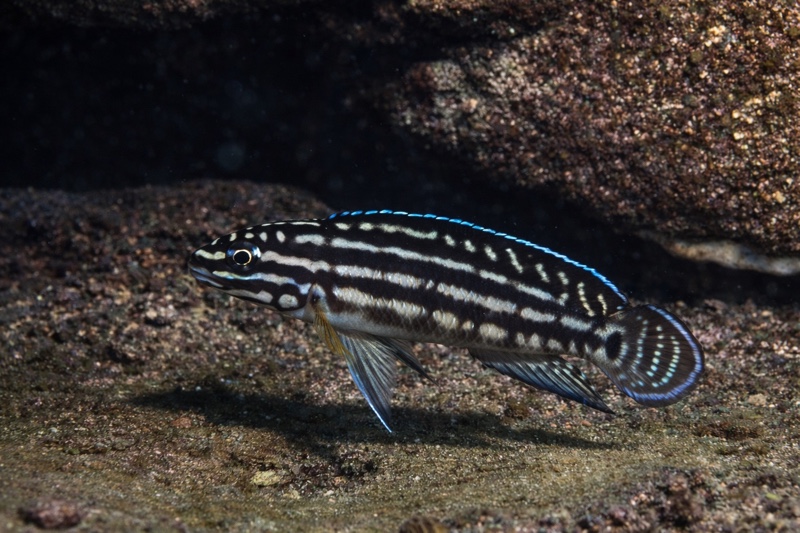 Julidochromis cf. regani 'Cape Bangwe'